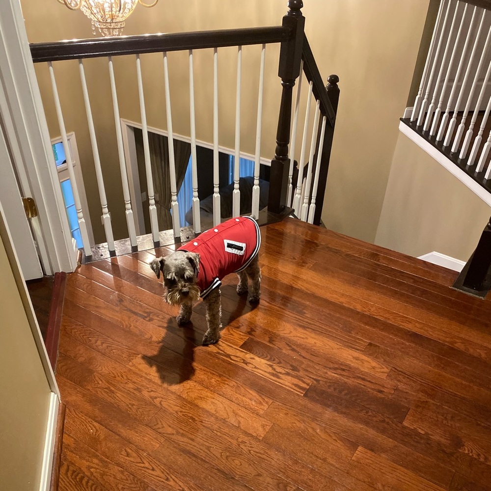 Dog Varsity Jacket - Picture 12 of 13